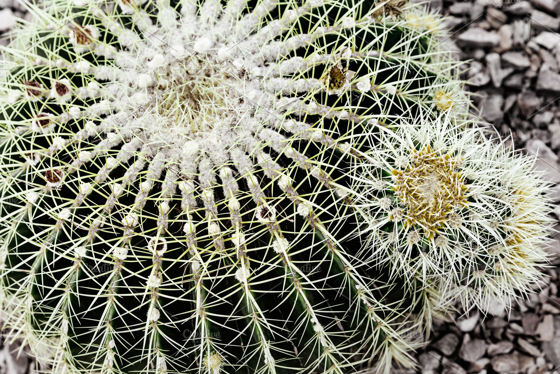 Extreme Closeup Of Cactus Plant, a Nature Photo by PhotographerJen