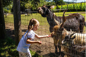 Adorable cute preschool girl feeding, a Person Photo by MadPhotos