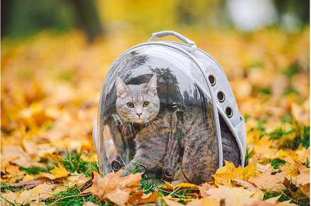 Domestic gray cat in a harness and a