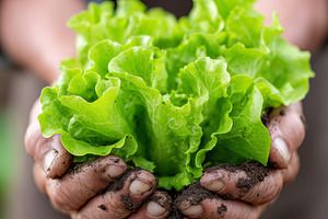Fresh organic green lettuce held in, a Food & Drink Photo by MistyDay