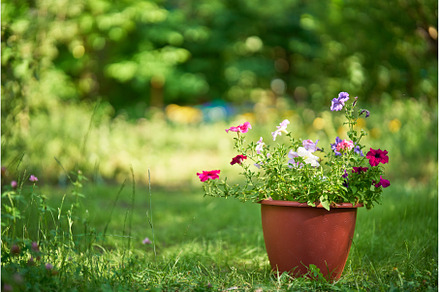 Pot with flowers sits on green grass, a Nature Photo by Gladkov photography