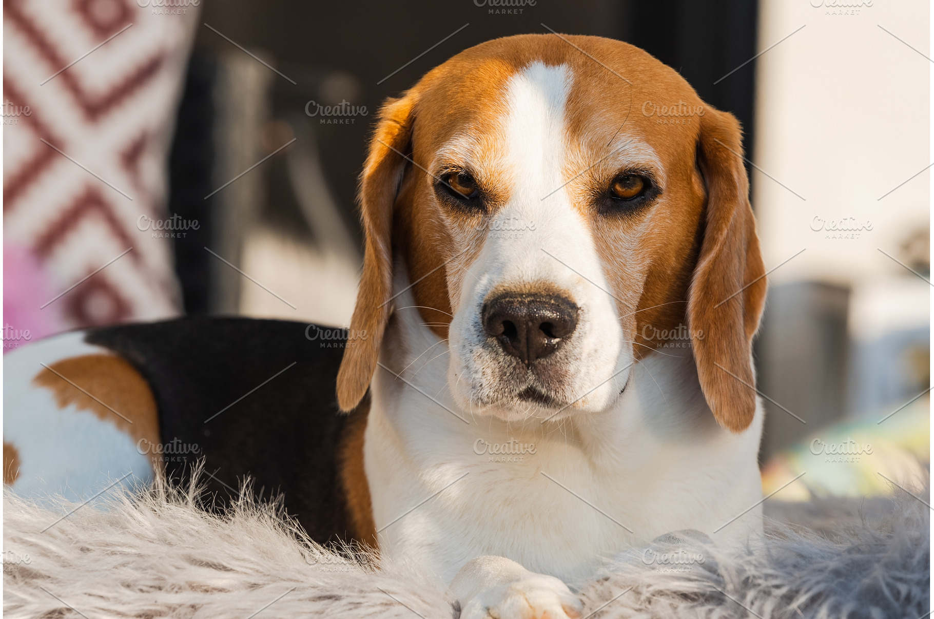 Tricolor beagle lying relaxed on, an Animal Photo by MadPhotos