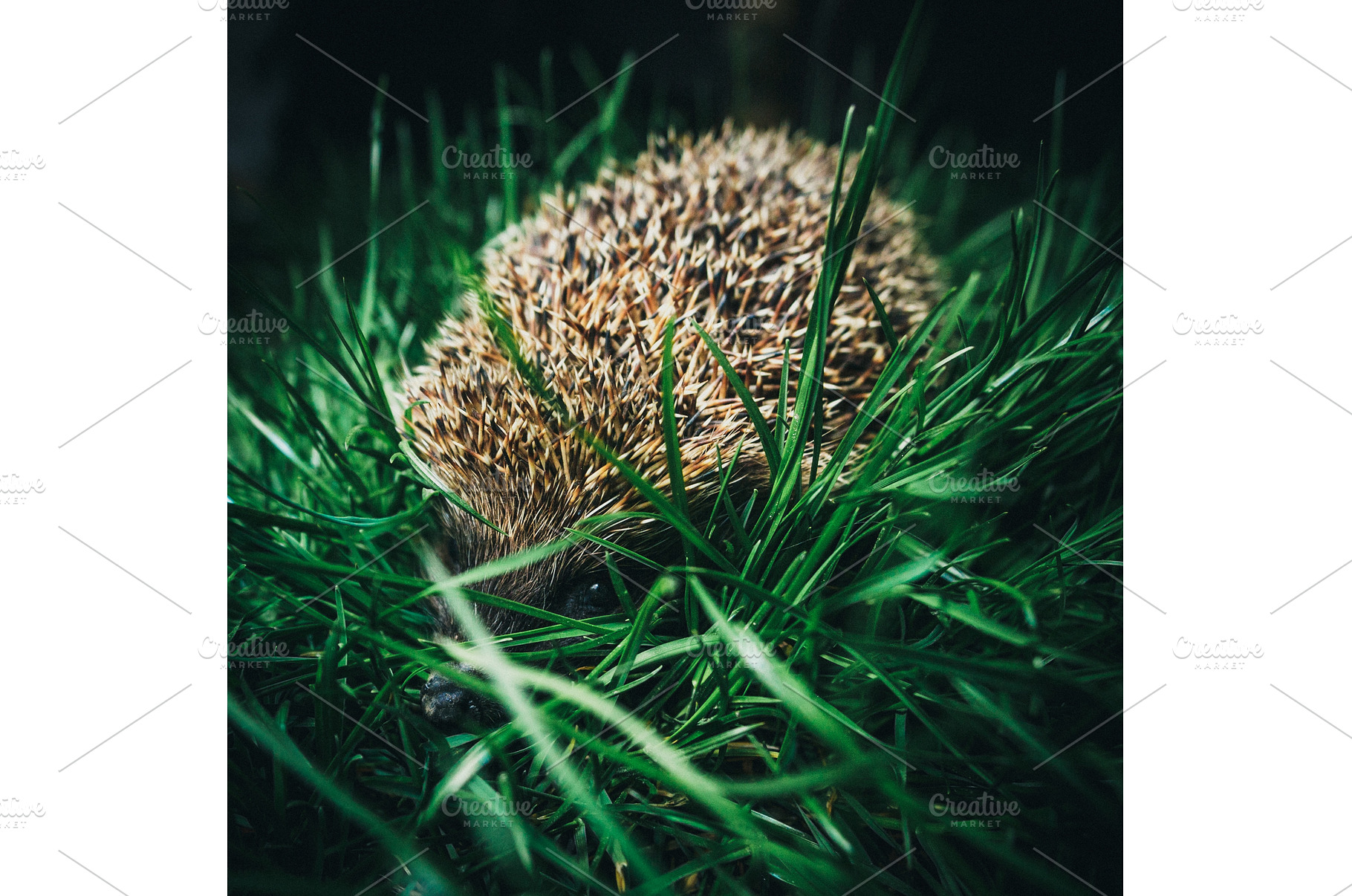 Close up of a wild hedgehog hiding, an Animal Photo by Red Hot Chili Pepper Shop