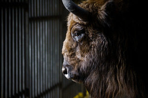 Portrait of a bison in profile.