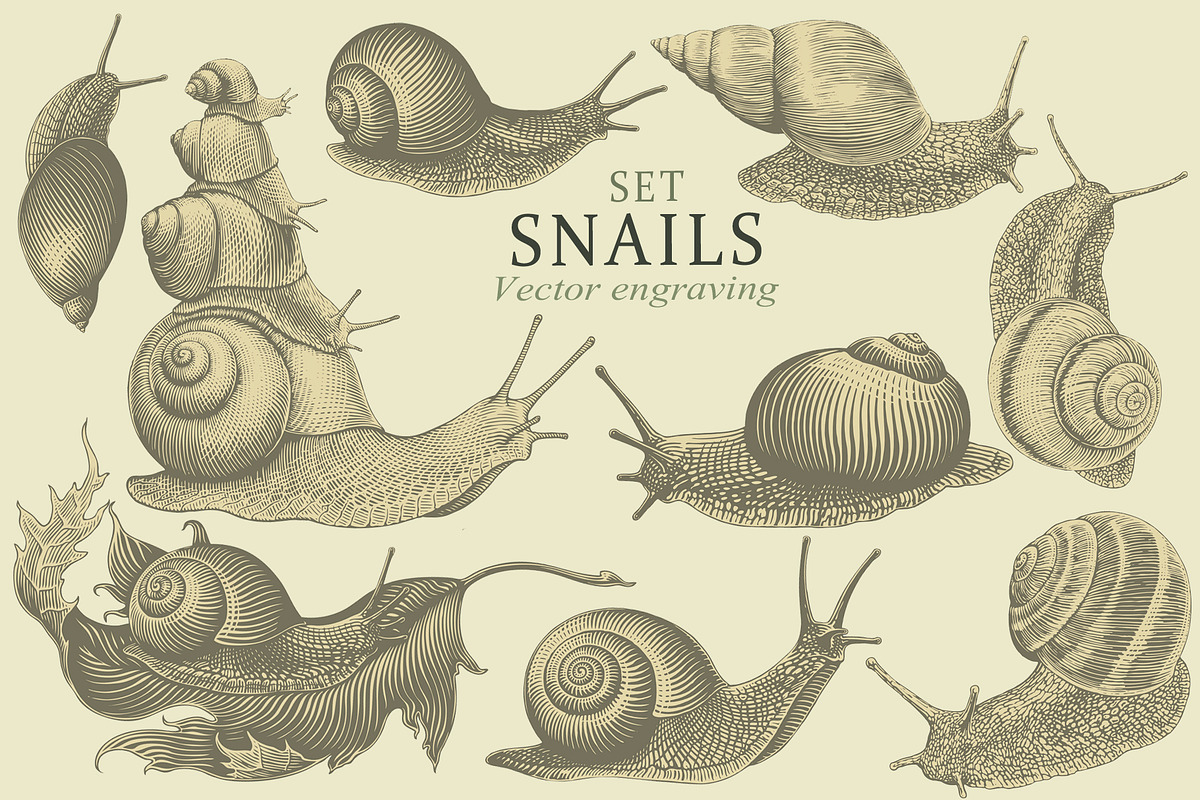 Design set Snails. Vector engraving, an Animal Illustration by Vector Engraving (Photo 1 of 4)