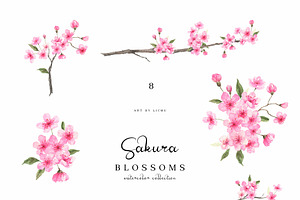 Sakura Blossoms Watercolor