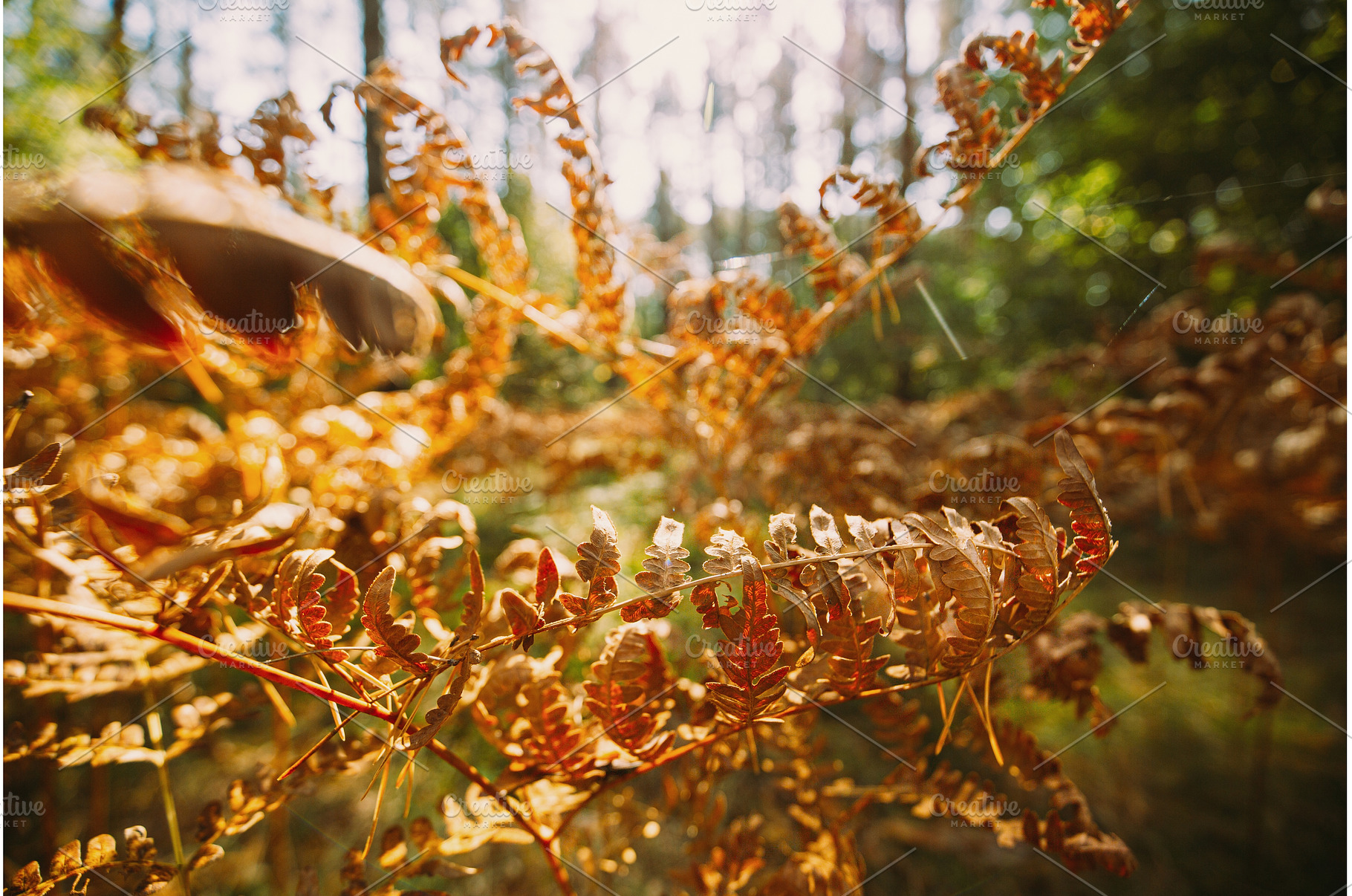 Dry Fern Fronds in Autumn Golden, a Nature Photo by Our Amazing World