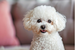 Energetic Adorable bichon dog, an Animal Photo by Ylivdesign