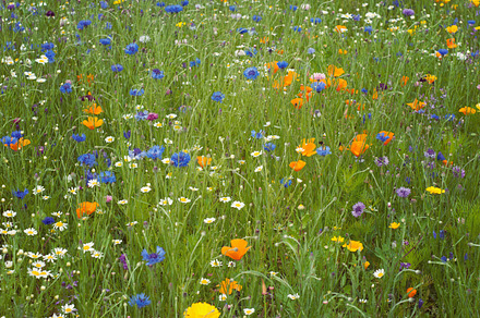 Wildflower meadow featuring wild flower, wildflower, and meadow