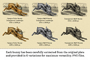 Vintage French Bunny Illustrations, an Animal Illustration by French Kiss Collections (Thumbnail 4 of 12)