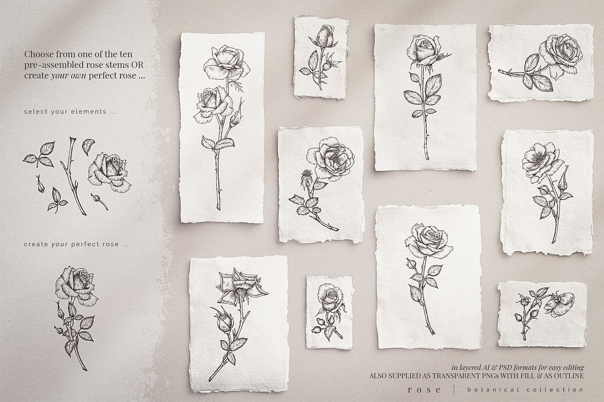 rose | botanical illustrations, an Illustration by Sophia J Caldwell (Photo 7 of 23)
