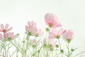 Sweety cosmos flowers