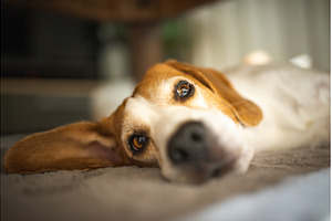 Cute Beagle sleeping on floor under, an Animal Photo by MadPhotos