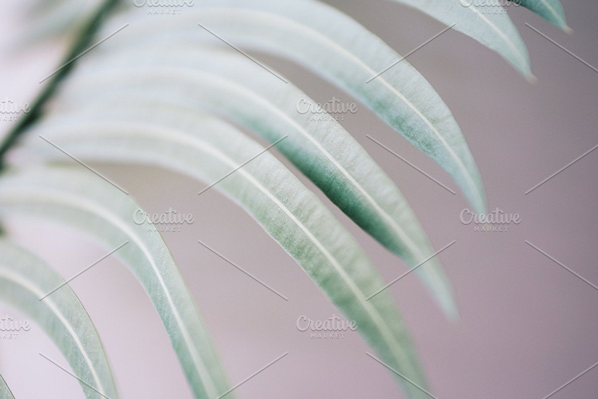 Palm Trees Photo Set, a Nature Photo by Nazar Hrabovyi (Photo 5 of 5)
