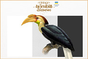 Vintage hornbill illustrations, an Animal Illustration by Natalka Dmitrova art (Thumbnail 13 of 17)