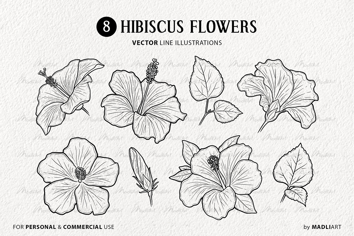 Hibiscus Flower Vector Line Art Set, an Illustration by MadliArt (Photo 3 of 4)