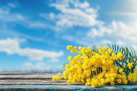 Mimosa flowers on wooden table on blue sky background, a Nature Photo by AlyaAnd