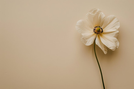 A single white flower stands out aga, a Photo by Iftikhar Alam