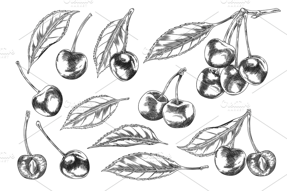 Cherry sketch. Collection., a Food Illustration by Sabelskaya