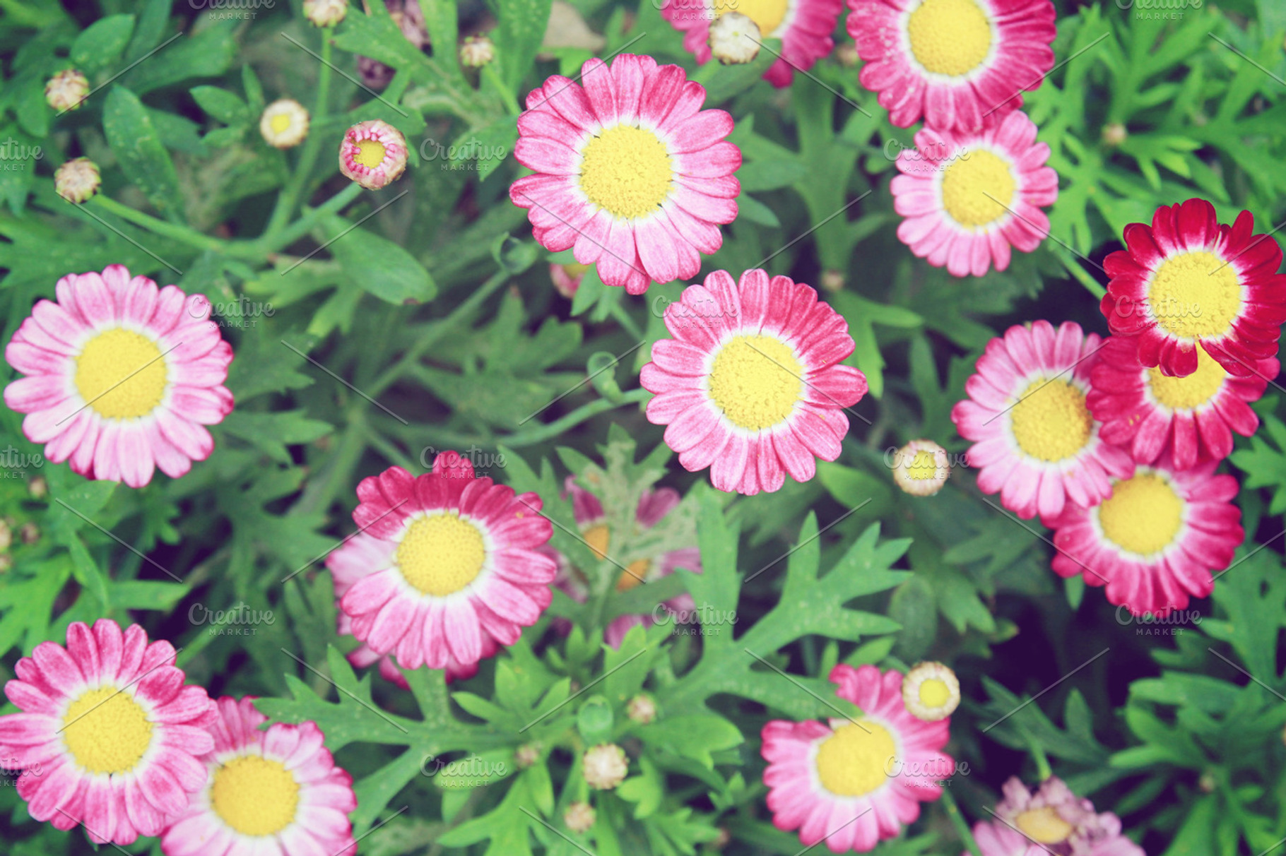 Flower Background Stock Photo Containing Colorful And Flower