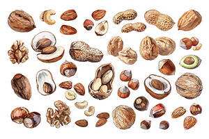 Nuts Set Low Detailed Watercolour, a Food Illustration by LadadikArt