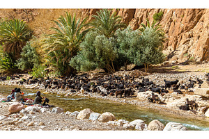 Herd of goats at the todra river morocco stock photo containing morocco and, a Nature Photo by Leonid Andronov