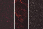 Rough pier texture pack, a Texture Graphic by The Shop (Thumbnail 29 of 38)