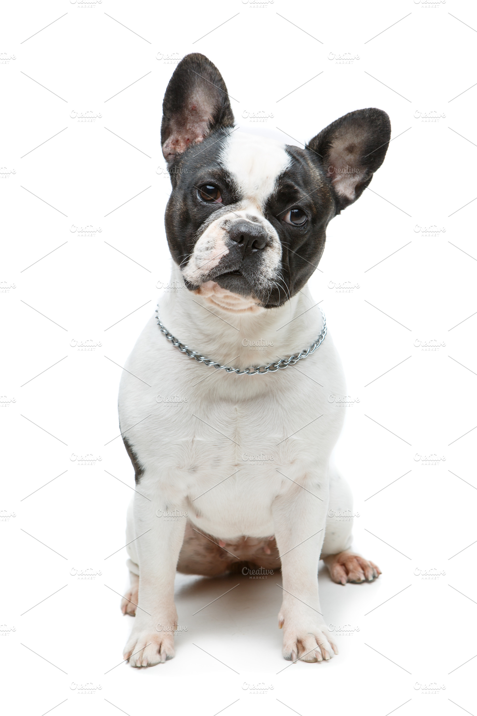 French bulldog dog isolated on white background stock photo containing animal, an Animal Photo by Sweet Studio
