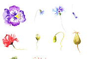 Watercolour Mockups, an Illustration by Renovatio (Thumbnail 6 of 6)