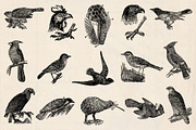 Dictionary Engravings Birds Vintage, an Illustration by Piddix Archives (Thumbnail 3 of 5)