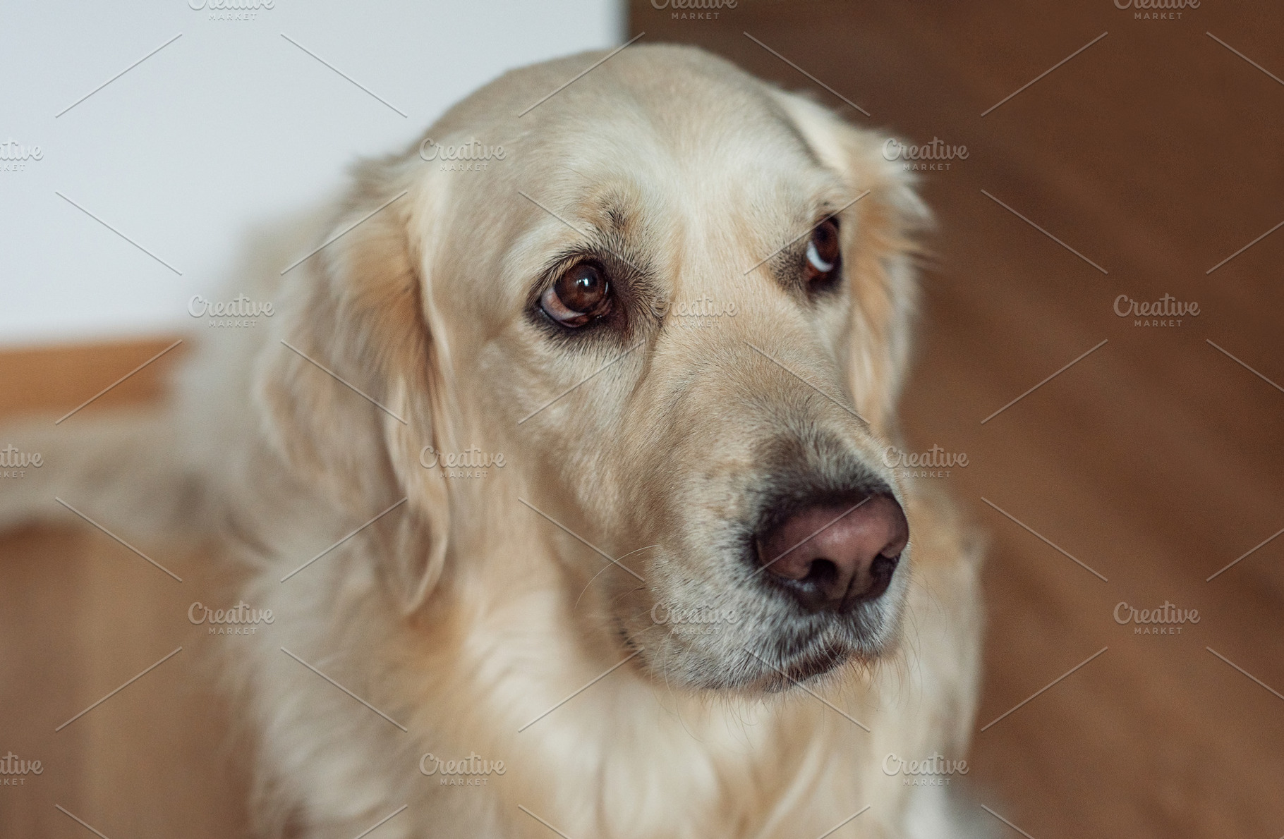 Golden retriever dog looking up with devoted eyes, an Animal Photo by Olena Rudo