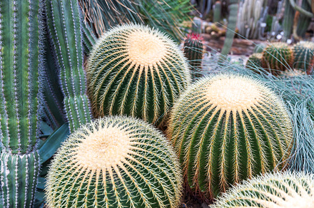Echinocactus grusonii