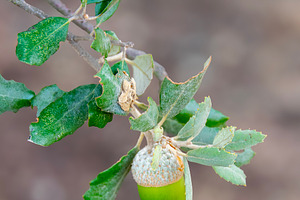 Green acorns growing on oak tree in daylight, a Food & Drink Photo by DanFLCreativo