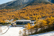Japan Autumn & Snowy Forest Bundle., a Nature Photo by Silent Nature (Thumbnail 5 of 5)