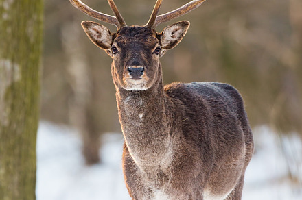 Wild fallow deer dama dama male containing deer, winter, and buck, an Animal Photo by WildMedia