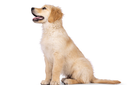 Golden Retriever pup on white background, an Animal Photo by Cat'chy Images by Nynke