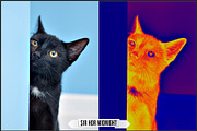 Solarized IR Inspired profiles LUTs, a Plug-in Add-On by Raztrend (Thumbnail 11 of 30)