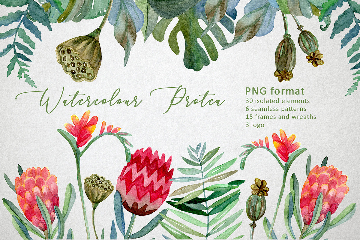 Watercolor Protea set, a Decorative Illustration by annasokol_ (Photo 1 of 8)