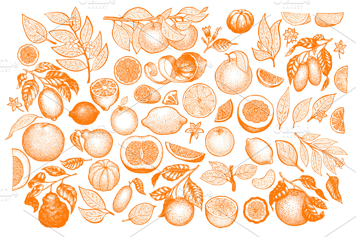 Citrus Vector  Collection, a Food Illustration by Lubov Illustrations Shop (Photo 2 of 5)