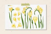 Freesia flowers color. Sketch vector, a Decorative Illustration by irina.vaneeva (Thumbnail 2 of 4)