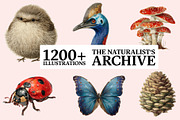 The Naturalist's Archive, an Object Graphic by Jacober Design (Thumbnail 1 of 5)
