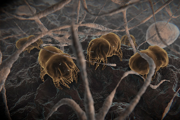 Dust mites preview 2