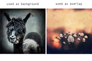 Vintage Film & Photography, a Texture Graphic by dyrkwyst textures (Thumbnail 3 of 3)