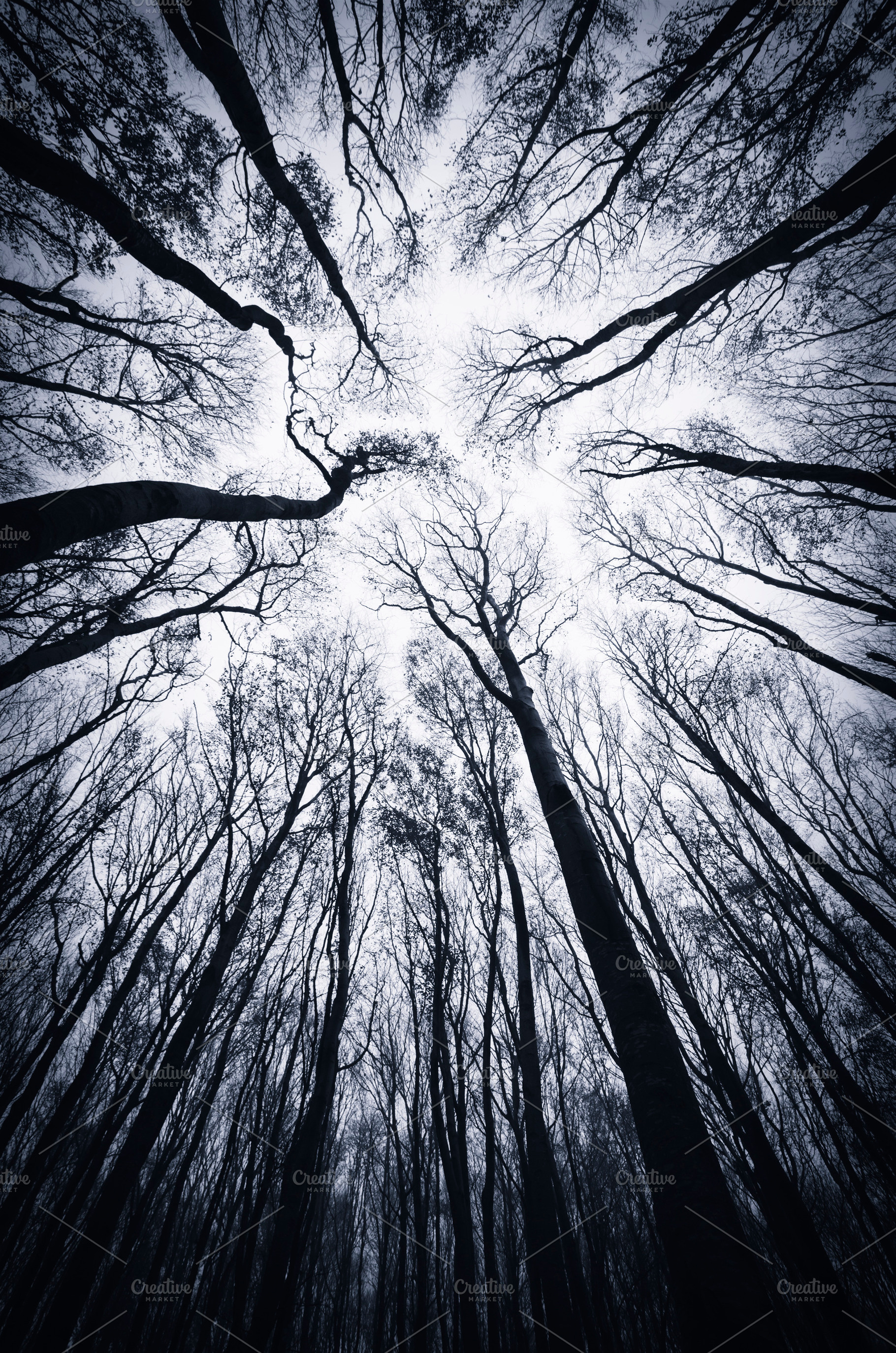 Trees silhouette against the sky, a Nature Photo by Atmospheric visuals