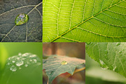Green leaves Bundle, a Nature Photo by Vladimir Kazimirov (Thumbnail 5 of 10)