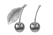 Cherry set engravings #3, a Food Illustration by Irina Trusova (Thumbnail 4 of 5)