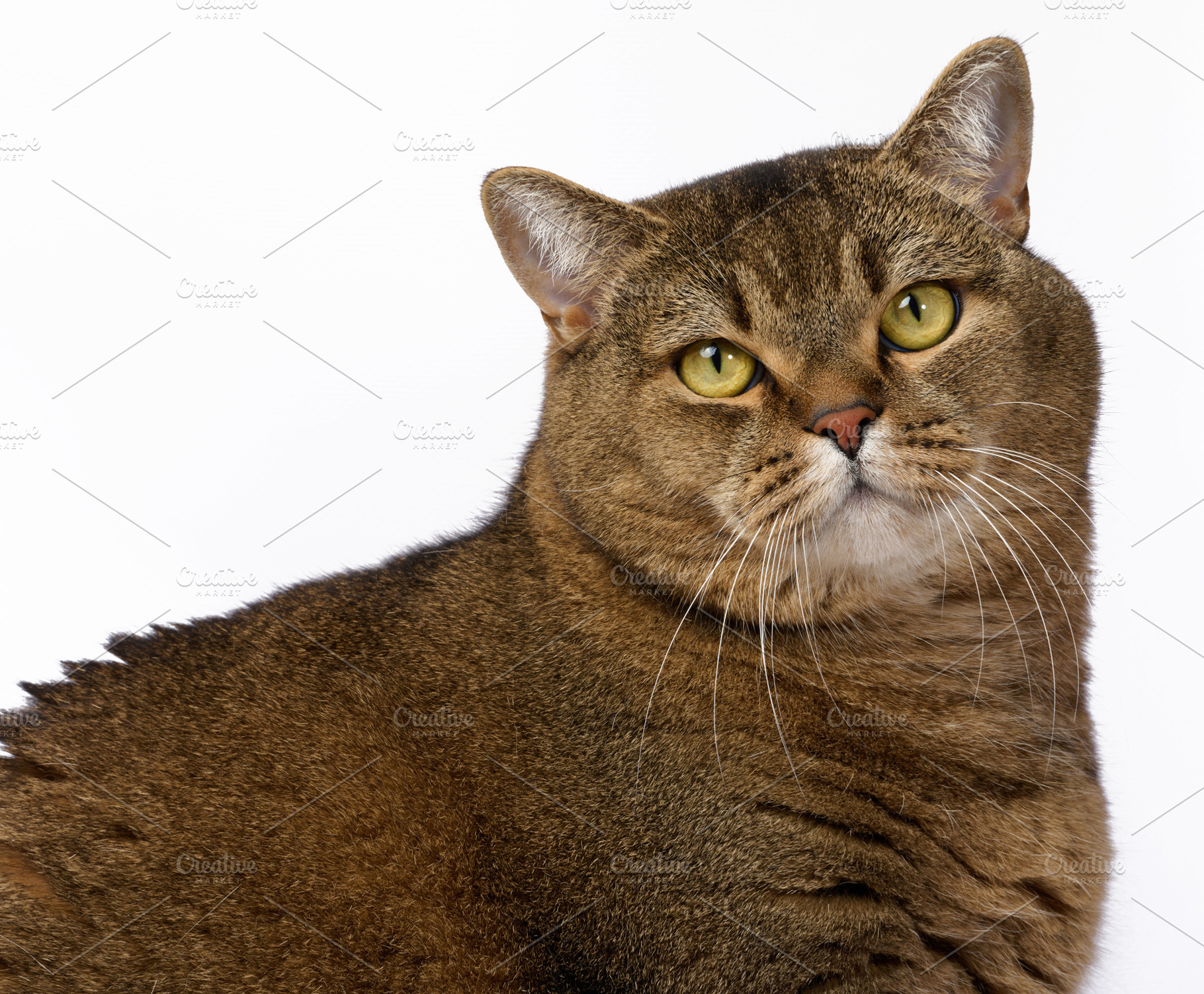 Portrait of an adult straight-eared gray purebred cat on a white, an Animal Photo by ndanko