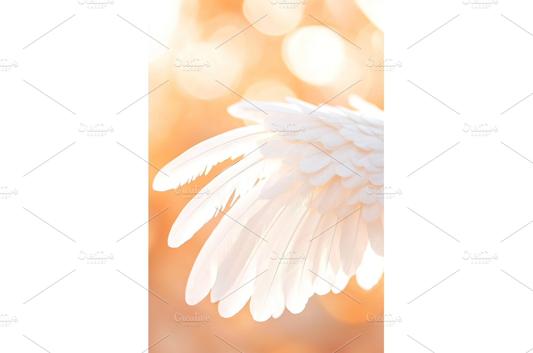 Close up of white angel wing against, a Background Photo by Lermont51