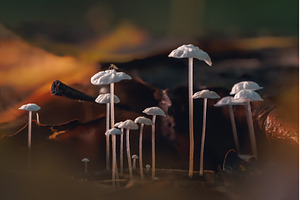 A tiny mushrooms with delicate caps, a Nature Photo by Lukas Jonaitis SHOP
