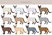 Tonkinese cat clip art, an Animal Illustration by pet design shop (Thumbnail 2 of 5)